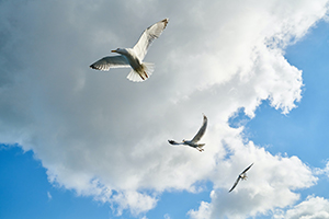 Birds among the clouds