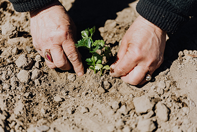 Planting Cilantro